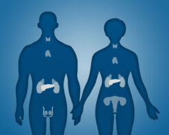 Endocrine and Nutrition COURSES