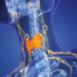 The Brigham Board Review and Comprehensive Update in Endocrinology 2025